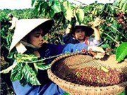 Bóng đá anh, ngoại hạng anh, lịch thi đấu euro 2012, Hành động thiết thực vì người trồng cà phê